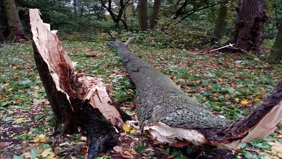 Wieje silny wiatr, strażacy interweniują