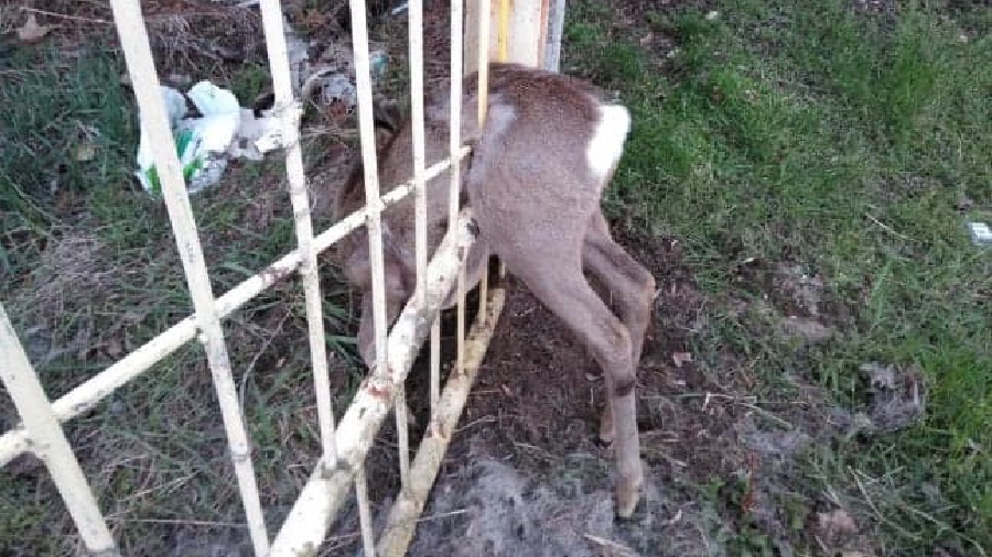 Na pomoc uwięzionej sarnie