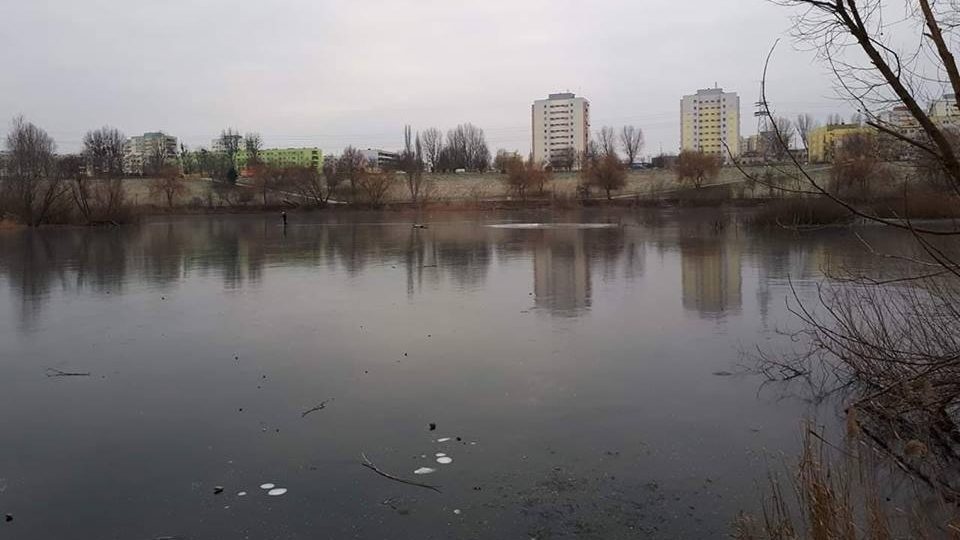 Rozszarpane łabędzie nad Jeziorkiem Zatorze
