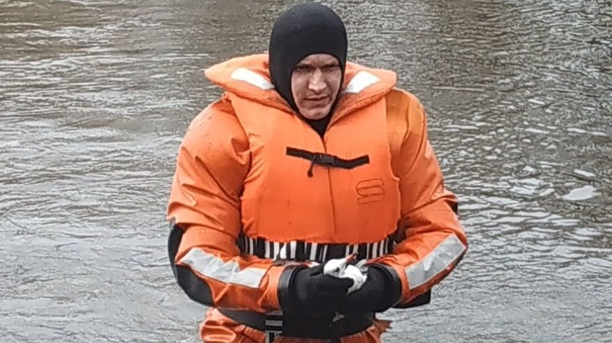 Strażacy uratowali mewę