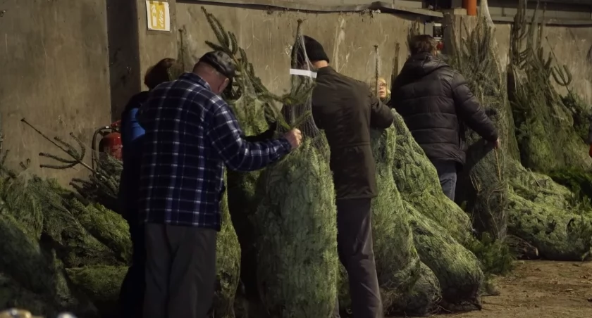 Świąteczna Inicjatywa: Zamień odpady na choinkę w Myślenicach!