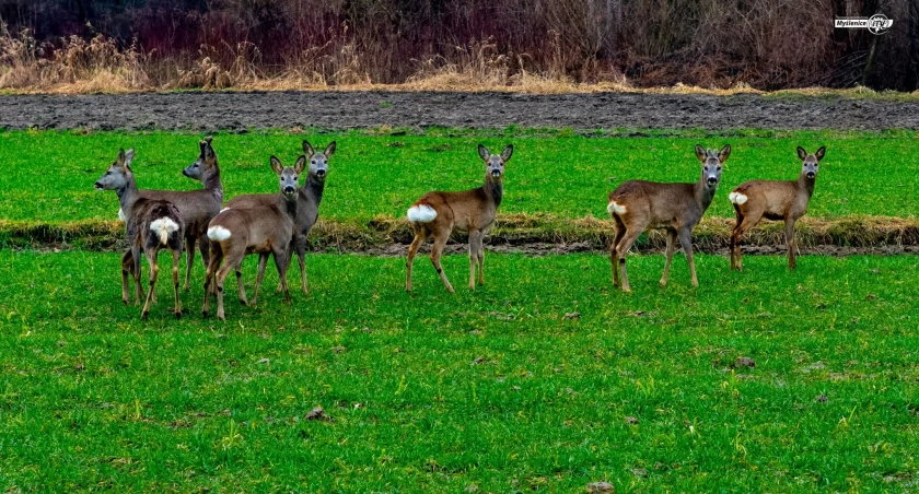 Osieczany. Z naturą za pan brat- dosłownie ! Poznajcie niezwykłych mieszkańców Osieczan. Galeria+video 