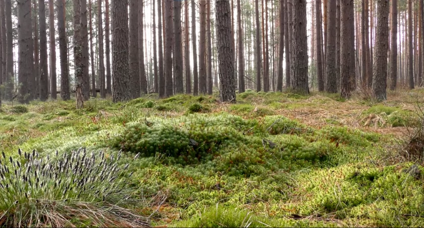 Nadleśnictwo Myślenice zaprasza do korzystania z infrastruktury turystycznej i edukacyjnej [VIDEO]