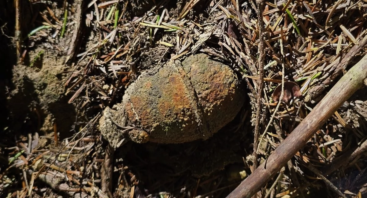 Podczas zbierania grzybów znalazł granat