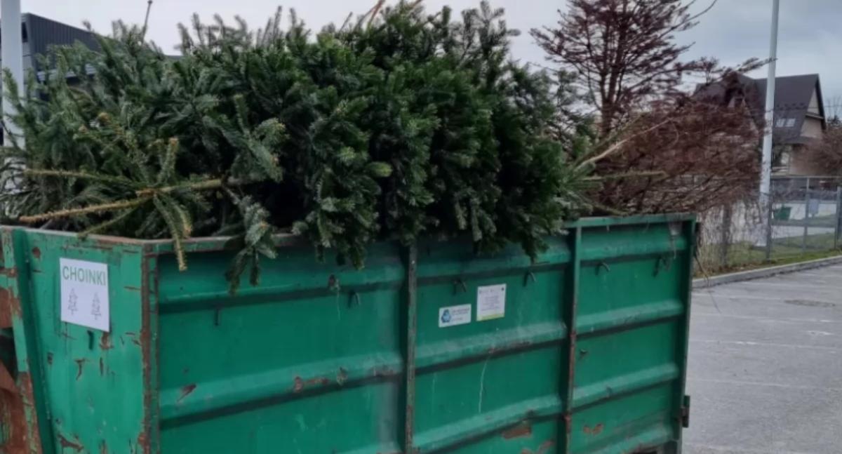 Gmina Myślenice. Poświąteczna zbiórka choinek - sprawdź lokalizacje i terminy 