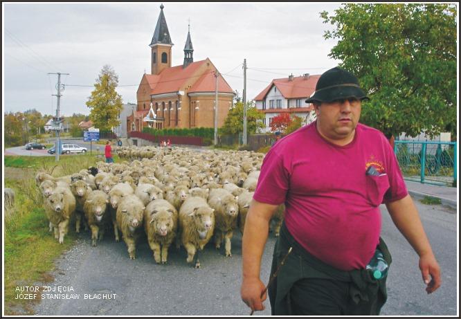 Perły Ziemi Myślenickiej. Wypas owiec w... Borzęcie 23 października 2006 roku