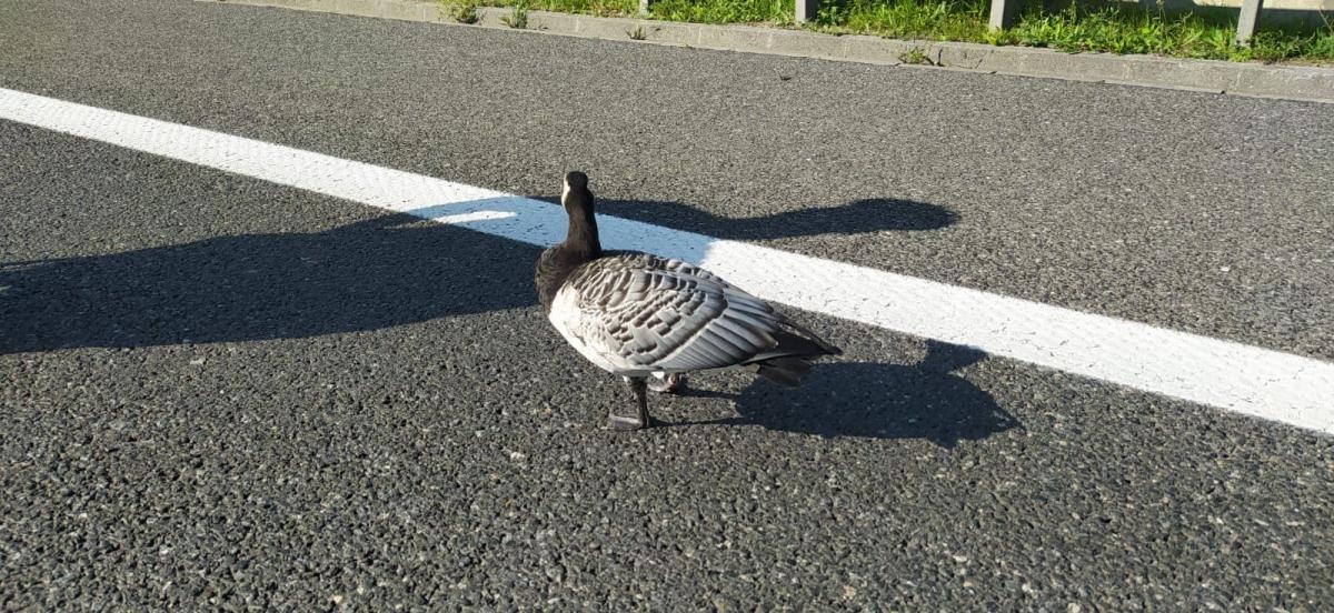 Nietypowa interwencja Policji: 