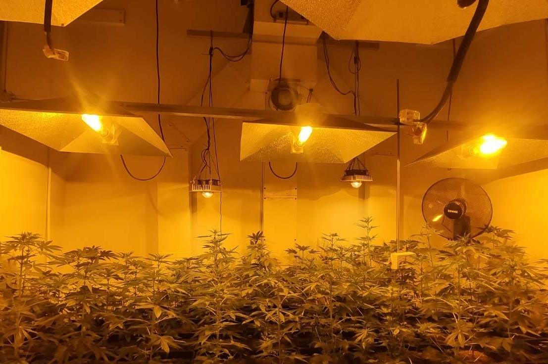 Kryminalni zatrzymali mężczyznę, który uprawiał nielegalną plantację konopi indyjskich