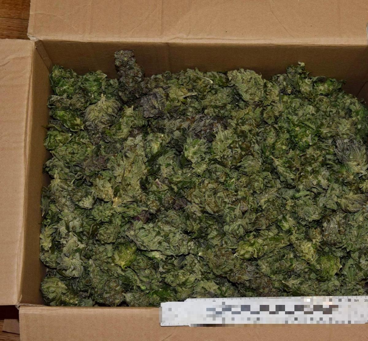 Zlikwidowanie plantacji konopi w gminie Tokarnia w powiecie myślenickim