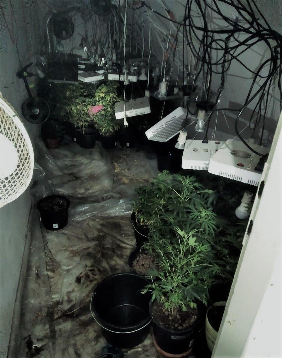 Policjanci zlikwidowali plantację konopi indyjskich. Powiat Myślenicki