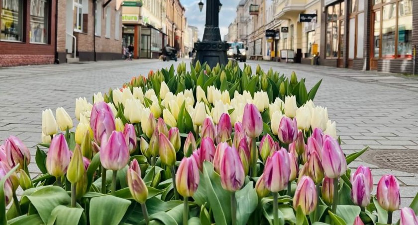 Tak prezentuje się Września w tulipanach! (Galeria) 