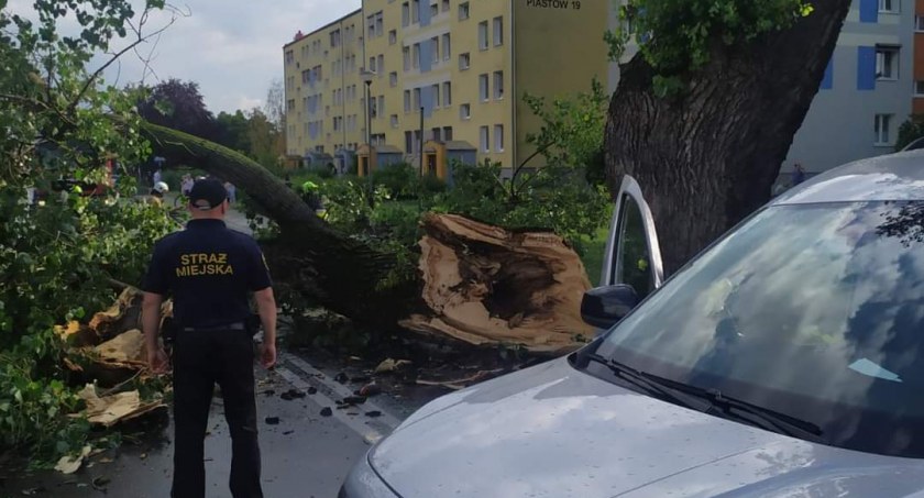 Ogromne drzewo powalone przez silny wiatr (GALERIA) 