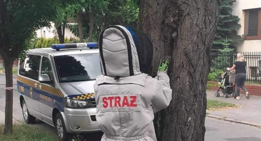 Gniazdo szerszeni przy ul. Żwirki i Wigury