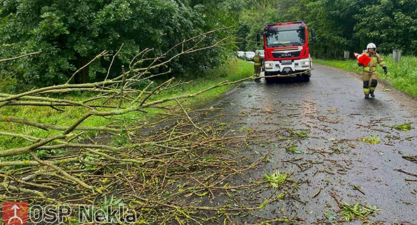 Silny wiatr powalił drzewa. Strażacy w akcji 