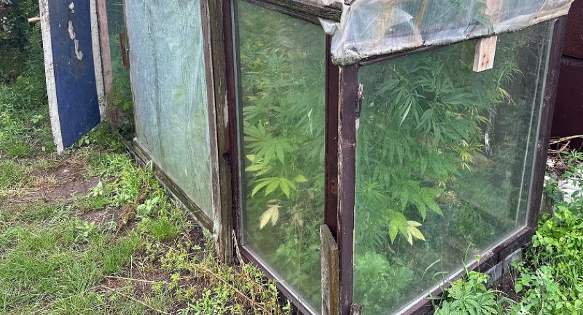 Plantacja marihuany w gminie Września. Zarzut dla 33-latka (zdjęcia) 