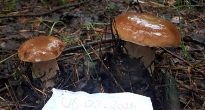 Głos Czytelników NW: W okolicy można już znaleźć ładne grzyby (Galeria) 