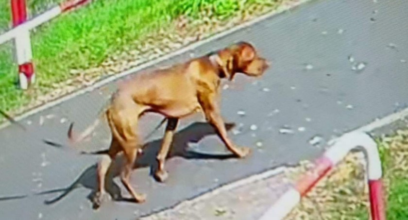 Pies pogryzł dziecko nad Zalewem. Właściciel zgłosił się do Straży Miejskiej 