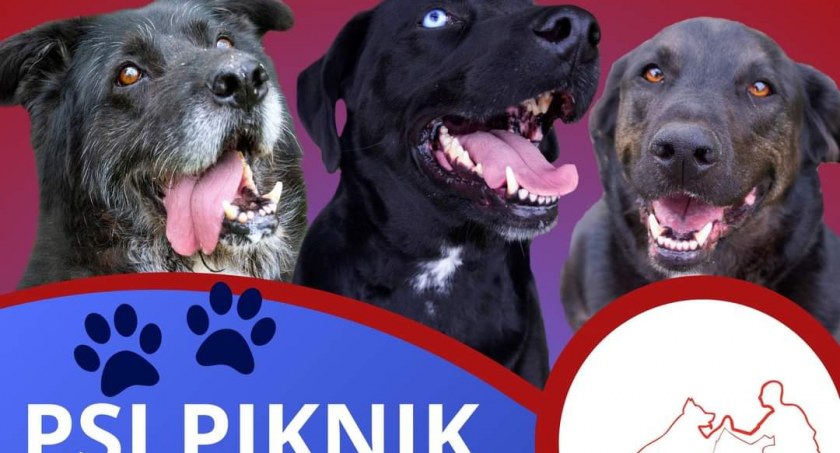 Zapraszamy na Psi Piknik we Wrześni (zapowiedź) 