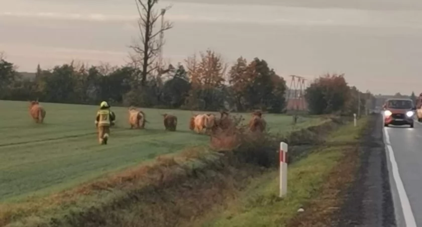 Niebezpiecznie na krajowej 15. Ucieczka bydła (zdjęcia) 