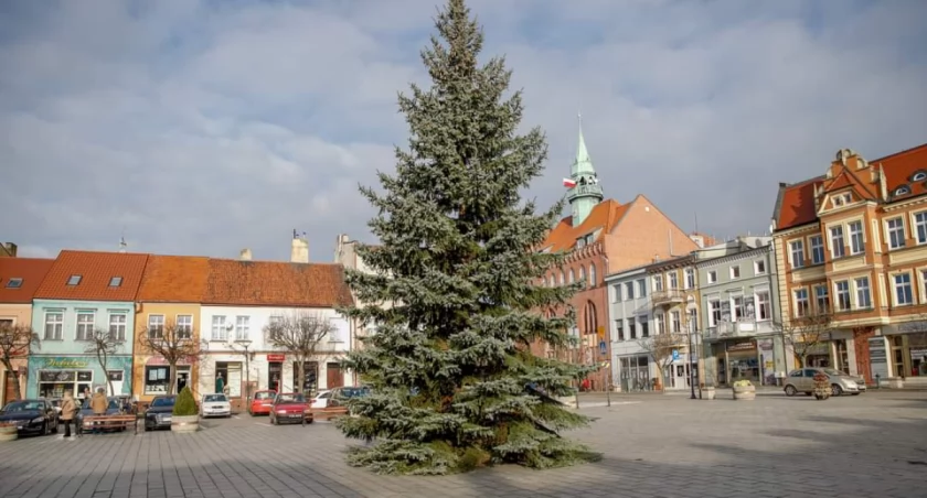 Choinka wjechała na wrzesiński rynek! (zdjęcia) 