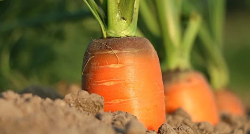 Agrotkaniny – rozwiązanie w walce z chwastami i szkodnikami