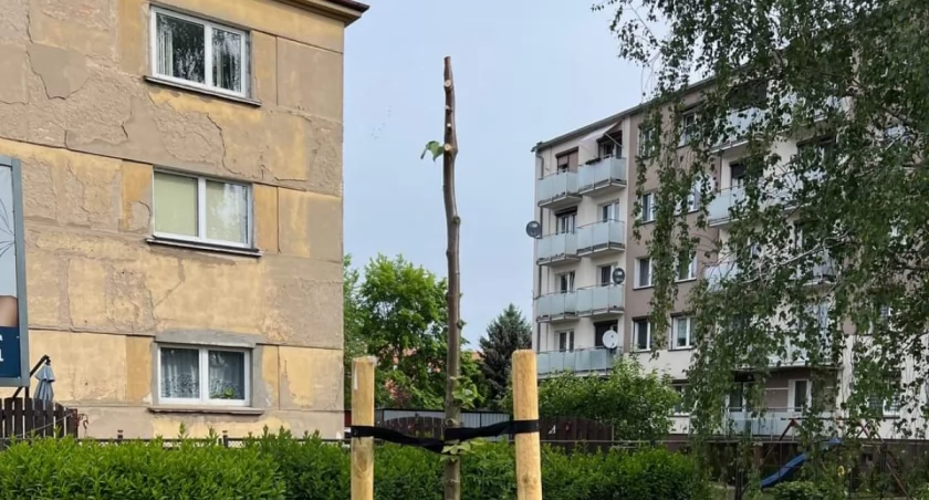 Wandale znów zniszczyli drzewa! Może ktoś coś widział? (zdjęcia) 