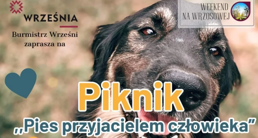W niedzielę kolejny piknik na Wrzosowej! Pieski w roli głównej 
