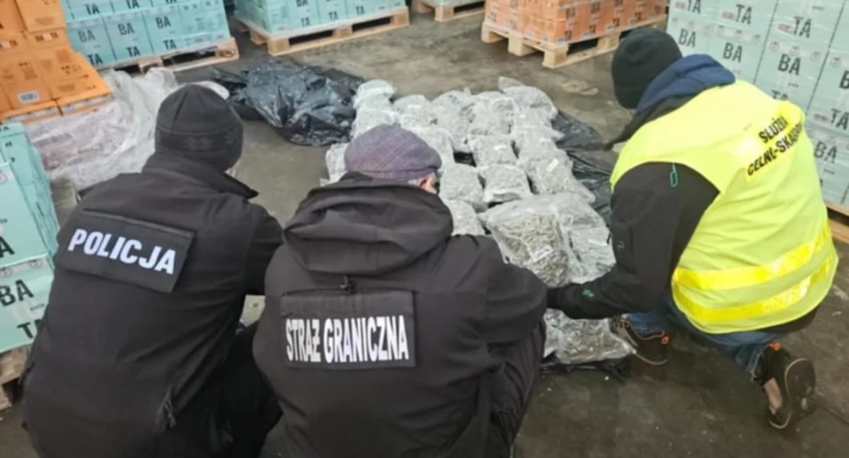 Z Regionu: Przemyt 277 kg narkotyków wartych 12 mln zł!