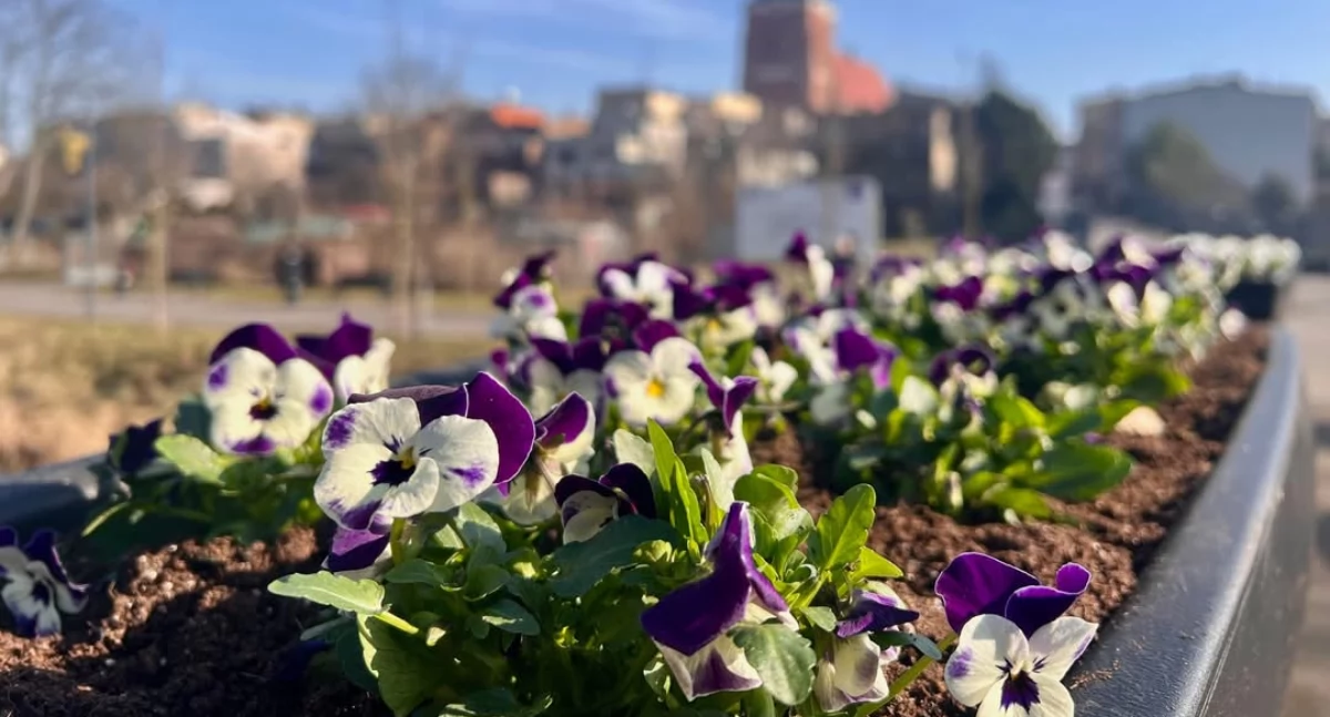 Ukwiecona promenada we Wrześni (zdjęcia) 