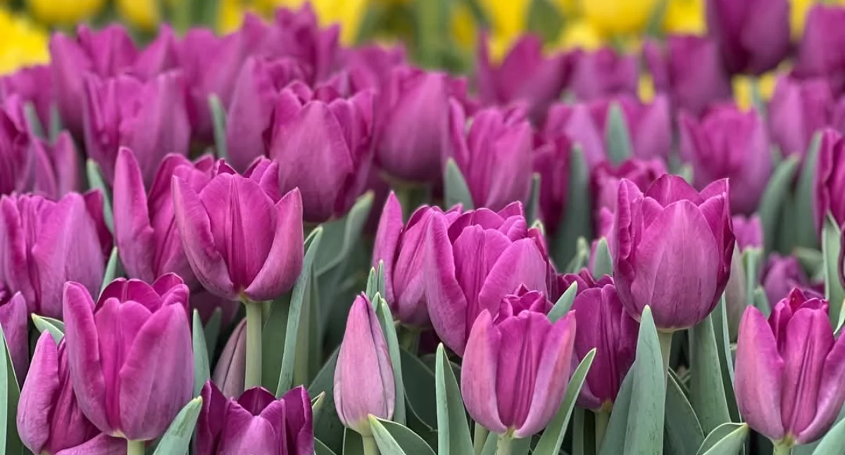 Września w tulipanach 
