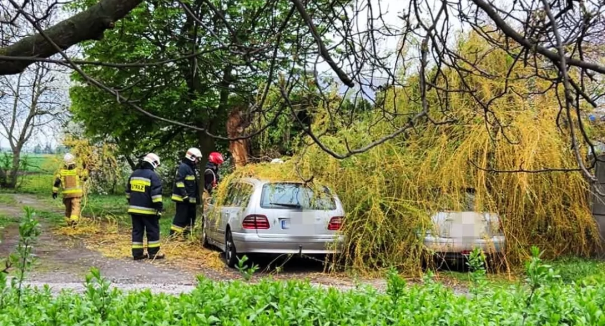 Powalone drzewo na samochody w Gutowie Małym 