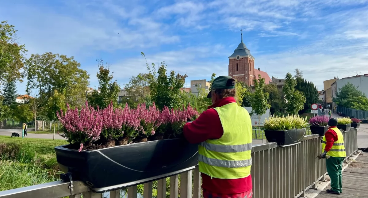 Wrzosowa promenada we Wrześni 