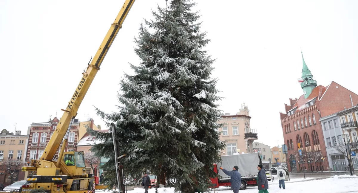 Choinka stanęła już na rynku 