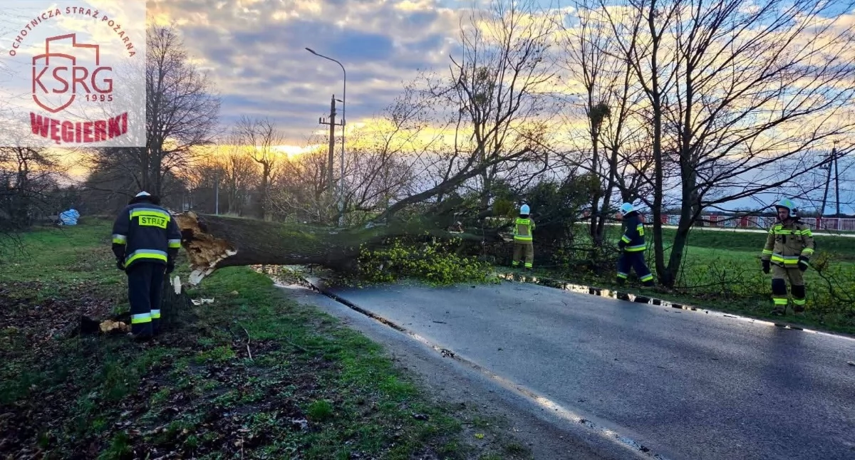 Wielkie drzewo powalone na drogę w Gutowie Wielkim (zdjęcia)
