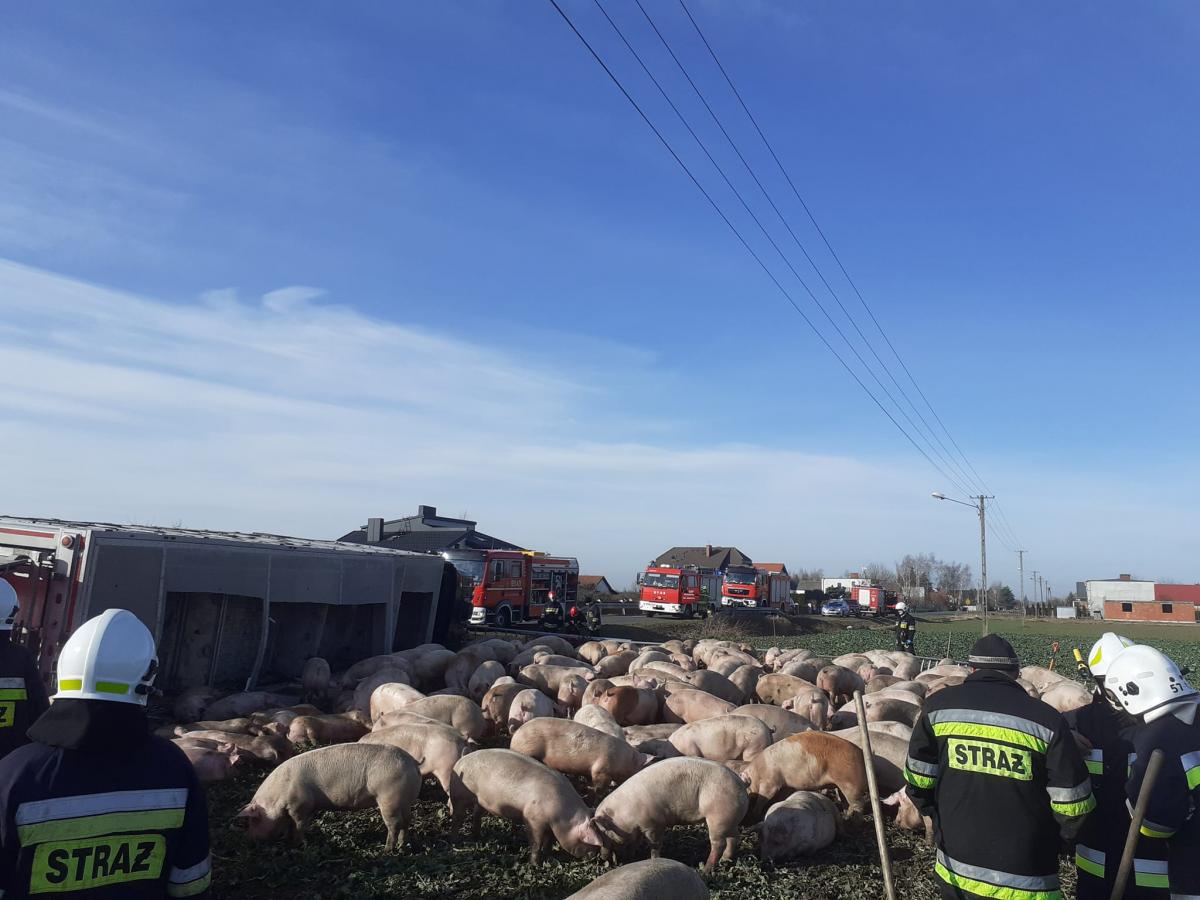 W Gozdowie przewróciła się ciężarówka z trzodą chlewną