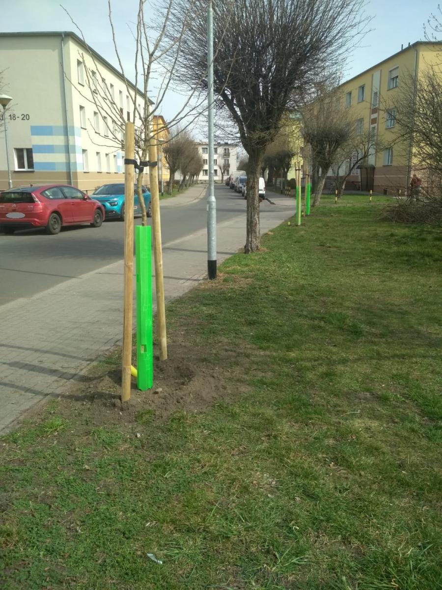 Trwa sadzenie drzew na terenie miasta
