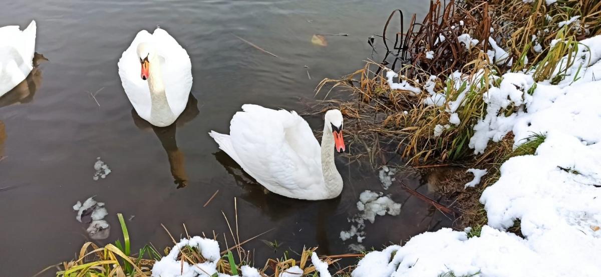 Strażnicy ruszyli na pomoc łabędziowi