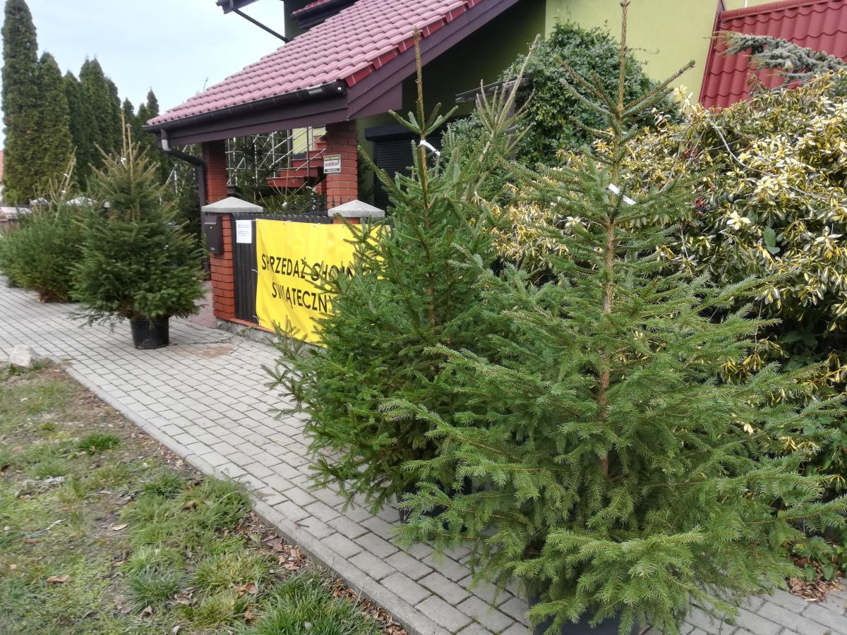 Choinka i karp w jednym miejscu! Sprawdź promocję dla wrześnian