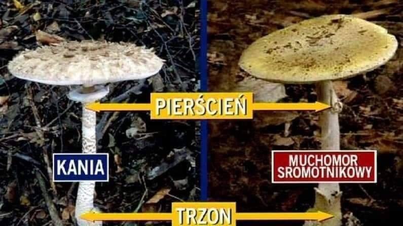 PILNE: Uwaga na trujące grzyby! Zmarły cztery osoby z Wrześni