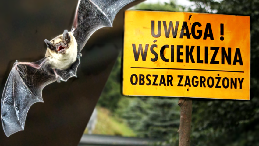 PILNE: Września obszarem zagrożonym wścieklizną zwierząt (komunikat)