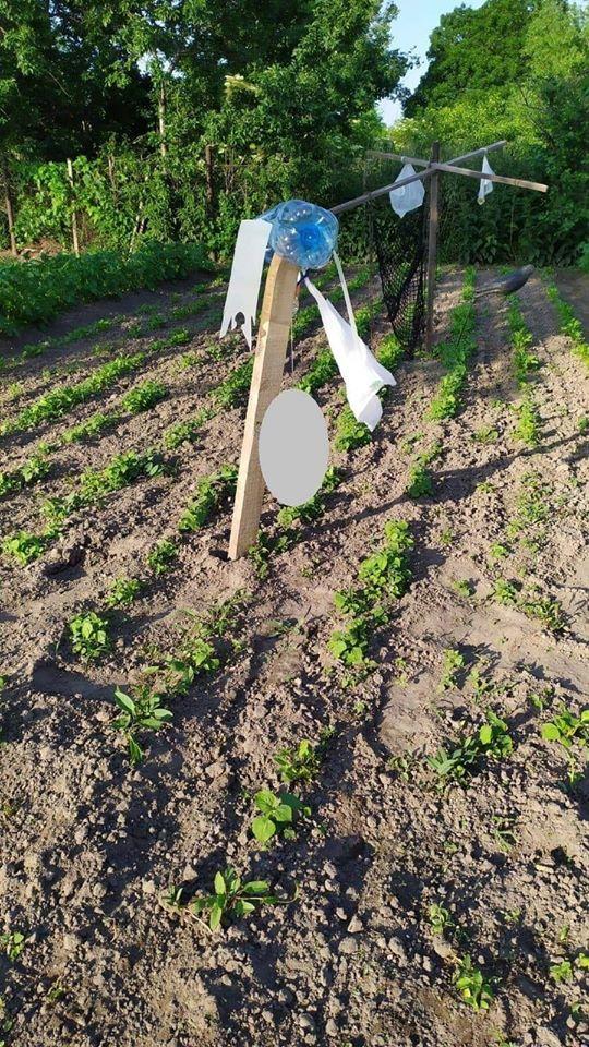 Gołąb przywiązany do słupka. Interwencja strażników miejskich