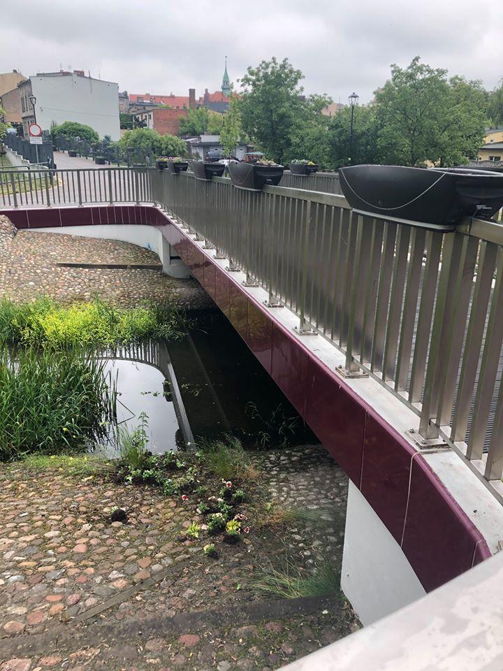 Wandal w rękach policji. Zniszczył ponad 100 roślin na Wrzosowej