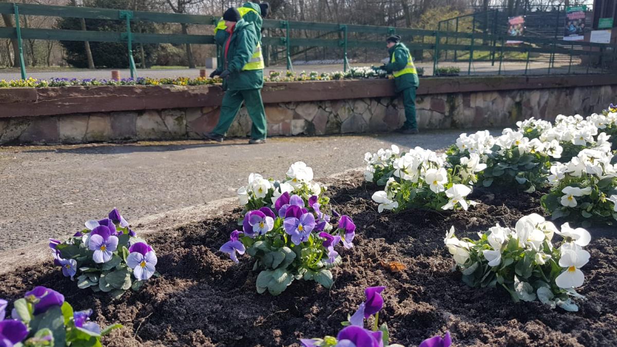 W oczekiwaniu na wiosnę! Robi się kolorowo w parkach