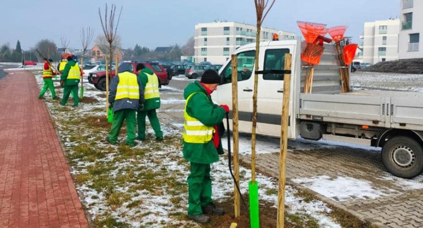 Ruszyła akcja nasadzeń drzew we Wrześni. Wiosna coraz bliżej!