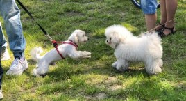 Psi piknik przy Wrzosowej! (Galeria) 