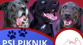 Zapraszamy na Psi Piknik we Wrześni (zapowiedź) 