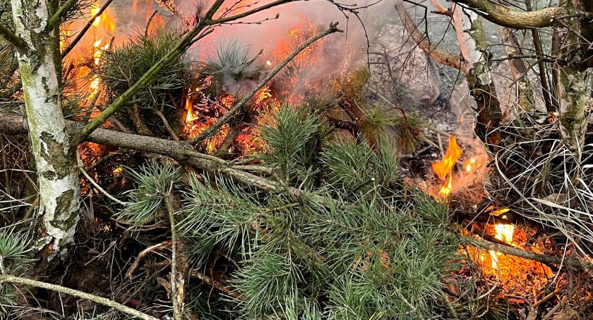 Sucho w lasach. W Pile i regionie najwyższy stopień zagrożenia pożarowego