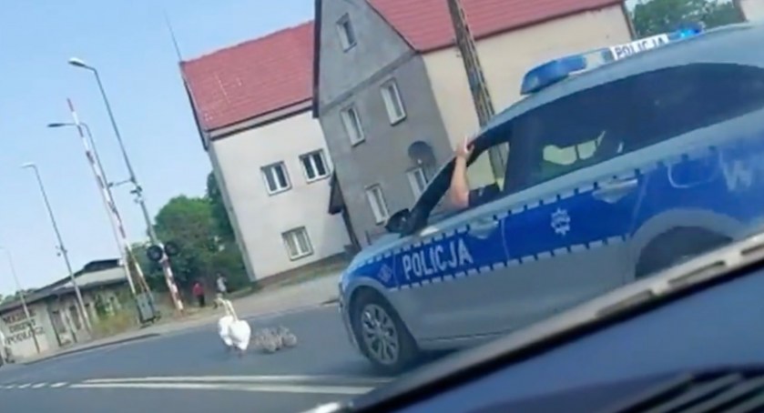 Łabędzie pod eskortą policji [VIDEO]