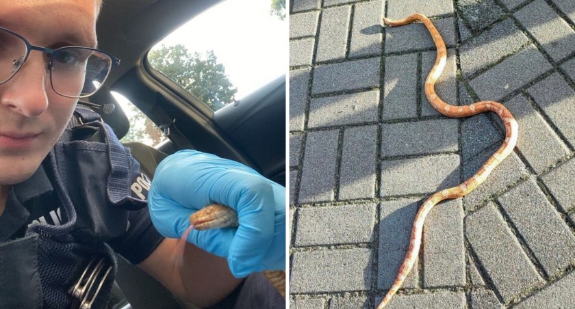 Czarnkowska policja szuka właściciela...węża