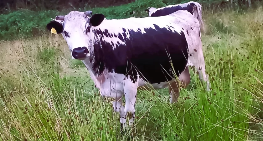 Białogrzbieta. Rasa, której historia pisze się na nowo w Radolinku 